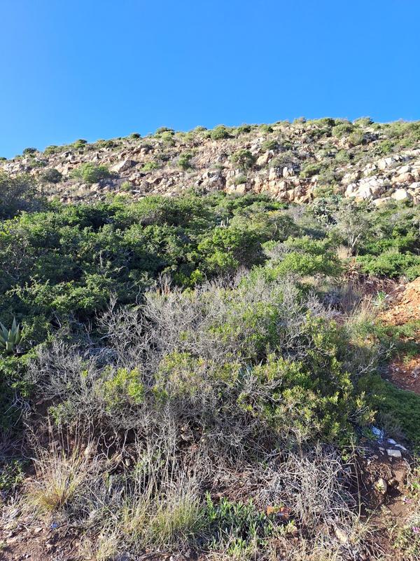 0 Bedroom Property for Sale in Vakansieplaas Western Cape